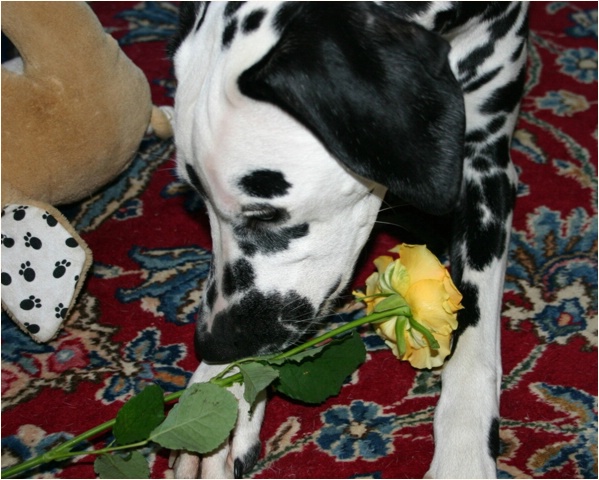 <b>tja liebe Freunde, hier ist auch dieses Album zu Ende...<b>